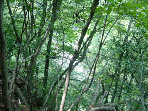 Dsc02451
